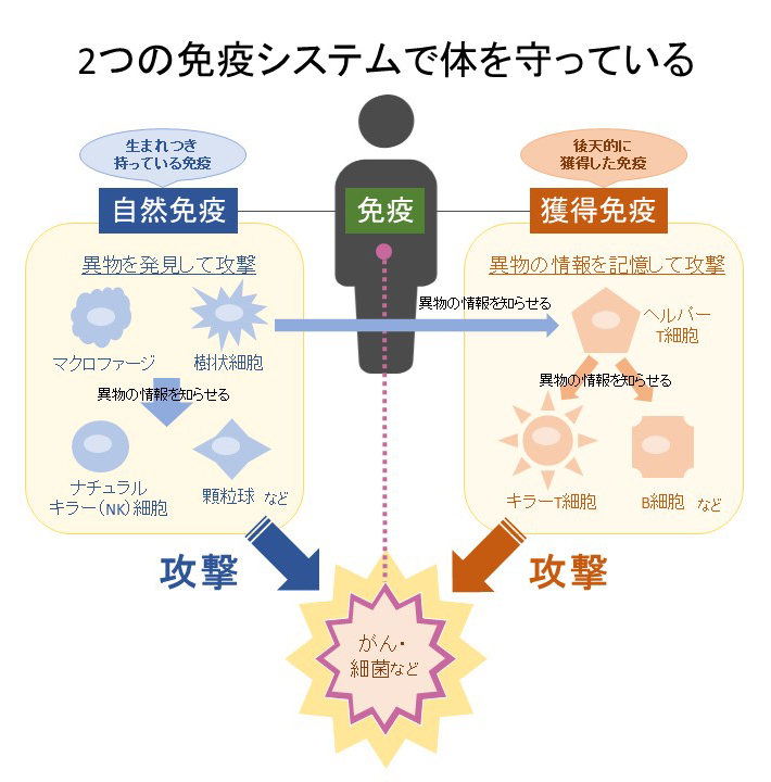 2つの免疫システムで体を守っている