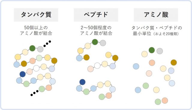 タンパク質・ペプチド・アミノ酸